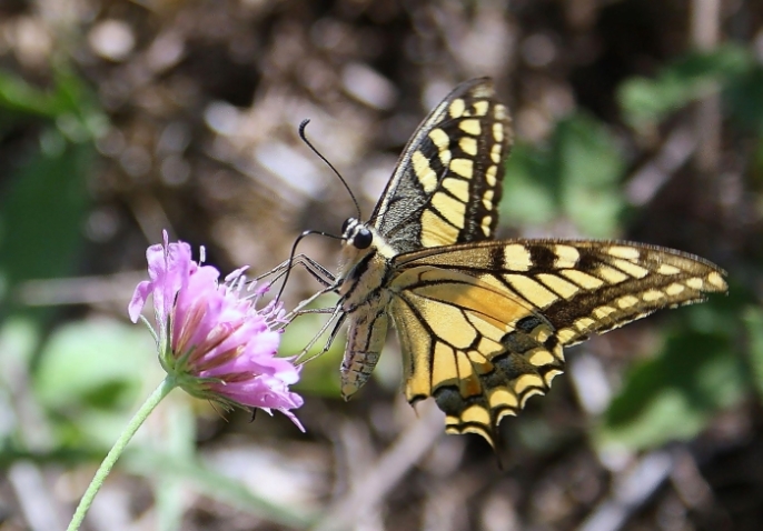 Il profilo dei papilionidae